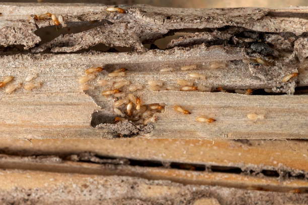Wildlife Control Services in Terrytown, LA